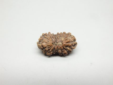18 Mukhi Rudraksha
