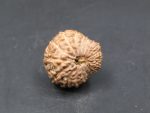 18 Mukhi Rudraksha