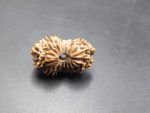 18 Mukhi Rudraksha