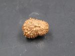 18 Mukhi Rudraksha