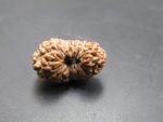 18 Mukhi Rudraksha