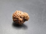 18 Mukhi Rudraksha