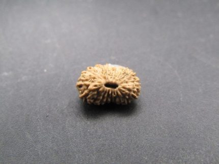 18 Mukhi lab Rudraksha