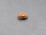18 Mukhi lab Rudraksha