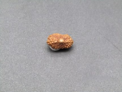 18 Mukhi lab Rudraksha