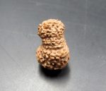 Twenty Mukhi Java Indonesia