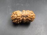 19 Mukhi Rudraksha