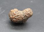 Seventeen Mukhi Java Indonesia