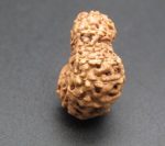 Seventeen Mukhi Java Indonesia