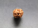 2 Mukhi Rudraksha