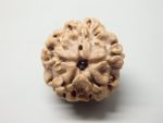 2 Mukhi Rudraksha