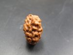 2 Mukhi Rudraksha