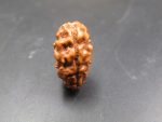 2 Mukhi Rudraksha