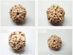 Rare 2 Mukhi Nepal Medium II