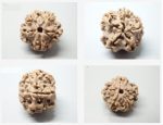 Rare 2 Mukhi Nepal Medium II