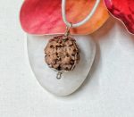 2 Mukhi Rudraksha