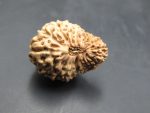 20 Mukhi Rudraksha
