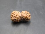 20 Mukhi Rudraksha