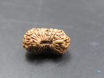 20 Mukhi Rudraksha