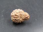 20 Mukhi Rudraksha