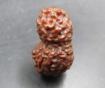 17 Mukhi Java Indonesia