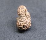 Seventeen Mukhi Java Indonesia