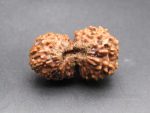 21 Mukhi lab Rudraksha