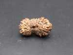 21 Mukhi lab Rudraksha