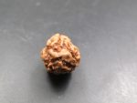 3 Mukhi Rudraksha