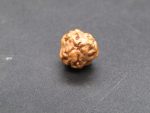 3 Mukhi Rudraksha