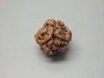 3 Mukhi lab Rudraksha