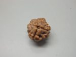 3 Mukhi lab Rudraksha