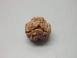 3 Mukhi lab Rudraksha