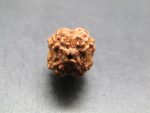 4 Mukhi Rudraksha