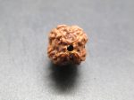 4 Mukhi Rudraksha