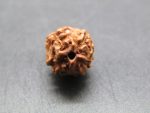 4 Mukhi Rudraksha