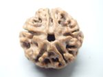 5 Mukhi Rudraksha