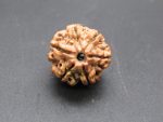 6 Mukhi Rudraksha