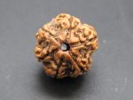 6 Mukhi Rudraksha