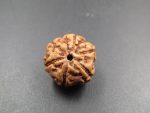 6 Mukhi Rudraksha