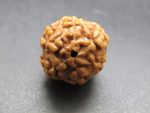 6 Mukhi Rudraksha