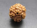 6 Mukhi Rudraksha