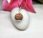 6 Mukhi Java Indonesia - Large I