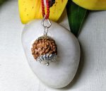 6 Mukhi Java Indonesia - Large VII