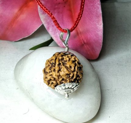 6 Mukhi Rudraksha