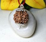6 Mukhi Rudraksha