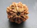 7 Mukhi Rudraksha