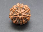 7 Mukhi Rudraksha