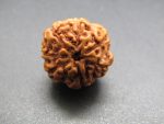 7 Mukhi Rudraksha