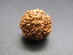 7 Mukhi Rudraksha